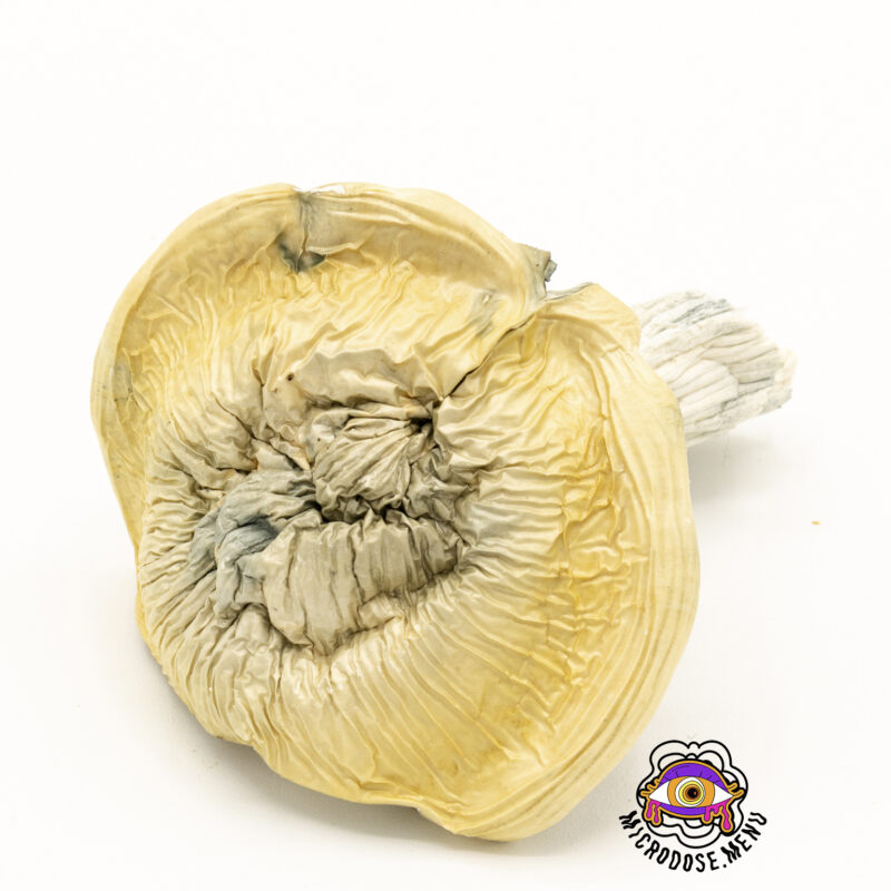 Third Eye Supply Albino Bluey Vuitton Mushrooms 3.5g