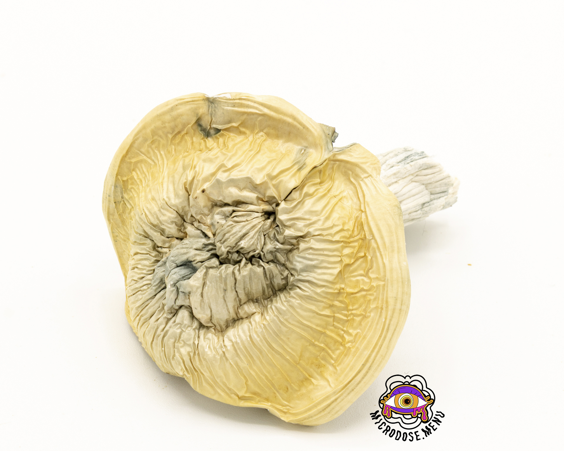 Third Eye Supply Albino Bluey Vuitton Mushrooms 3.5g