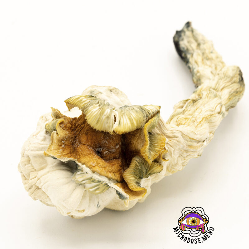 Third Eye Supply Wavy Cap Mushrooms 3.5g