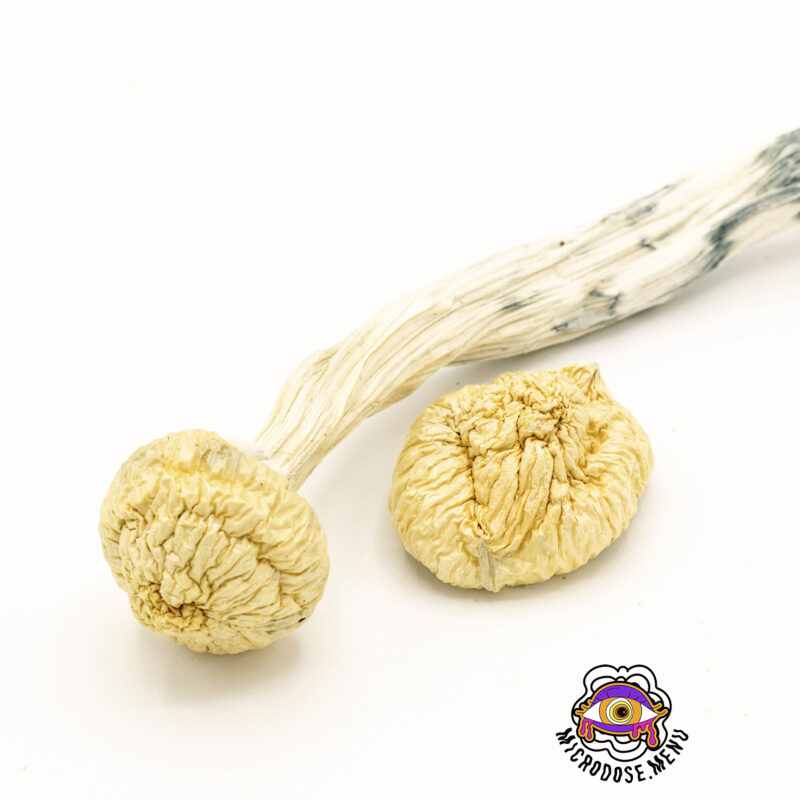 Third Eye Supply Albino Golden Teacher Mushrooms 3.5g