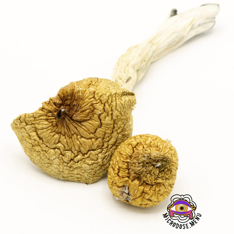 Third Eye Supply Golden Teacher Mushrooms 3.5g